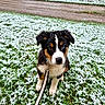 adorable, animal, background, canine, cold, cute, dog, fur, grass, leash, nature, outdoor, path, pet, puppy, sitting, snow, trees, winter, young