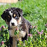 puppy, dog, grass, flowers, outdoor, nature, greenery, young, cute, tricolor, blue_eye, plant, sunlight, animal, pet, fur, curious, small, sitting, garden
