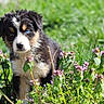 puppy, dog, grass, flowers, greenery, nature, outdoor, cute, young, animal, pet, fur, tricolor, blue_eye, curious, small, adorable, spring, plant, leaf