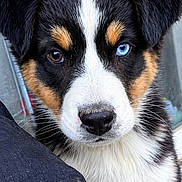 Baki participe au concours pour gagner de l'argent avec cette photo : puppy, dog, heterochromia, blue_eye, brown_eye, close_up, portrait, fluffy_fur, cute, pet, animal, fur, young_dog, curious, looking_at_camera, indoor, window, black_fur, white_fur, tan_fur