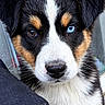 puppy, dog, heterochromia, blue_eye, brown_eye, close_up, portrait, fluffy_fur, cute, pet, animal, fur, young_dog, curious, looking_at_camera, indoor, window, black_fur, white_fur, tan_fur