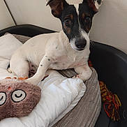 Choupi participe au concours pour gagner de l'argent avec cette photo : dog, puppy, black_and_white, small_breed, portrait, sitting, indoors, bed, blanket, plush_toy, cozy, pet, animal, brown_eyes, pointed_ears, short_hair, relaxed, cute, home, photography
