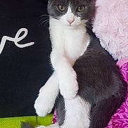 Lola participe au concours pour gagner de l'argent avec cette photo : cat, kitten, pet, feline, gray_and_white, paws_crossed, relaxed, cushion, pillow, blanket, indoors, cozy, close_up, portrait, whiskers, pink_nose, fur, sitting, looking_at_camera, home_interior
