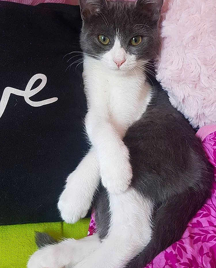 Lola participe au concours pour gagner de l'argent avec cette photo : cat, kitten, pet, feline, gray_and_white, paws_crossed, relaxed, cushion, pillow, blanket, indoors, cozy, close_up, portrait, whiskers, pink_nose, fur, sitting, looking_at_camera, home_interior