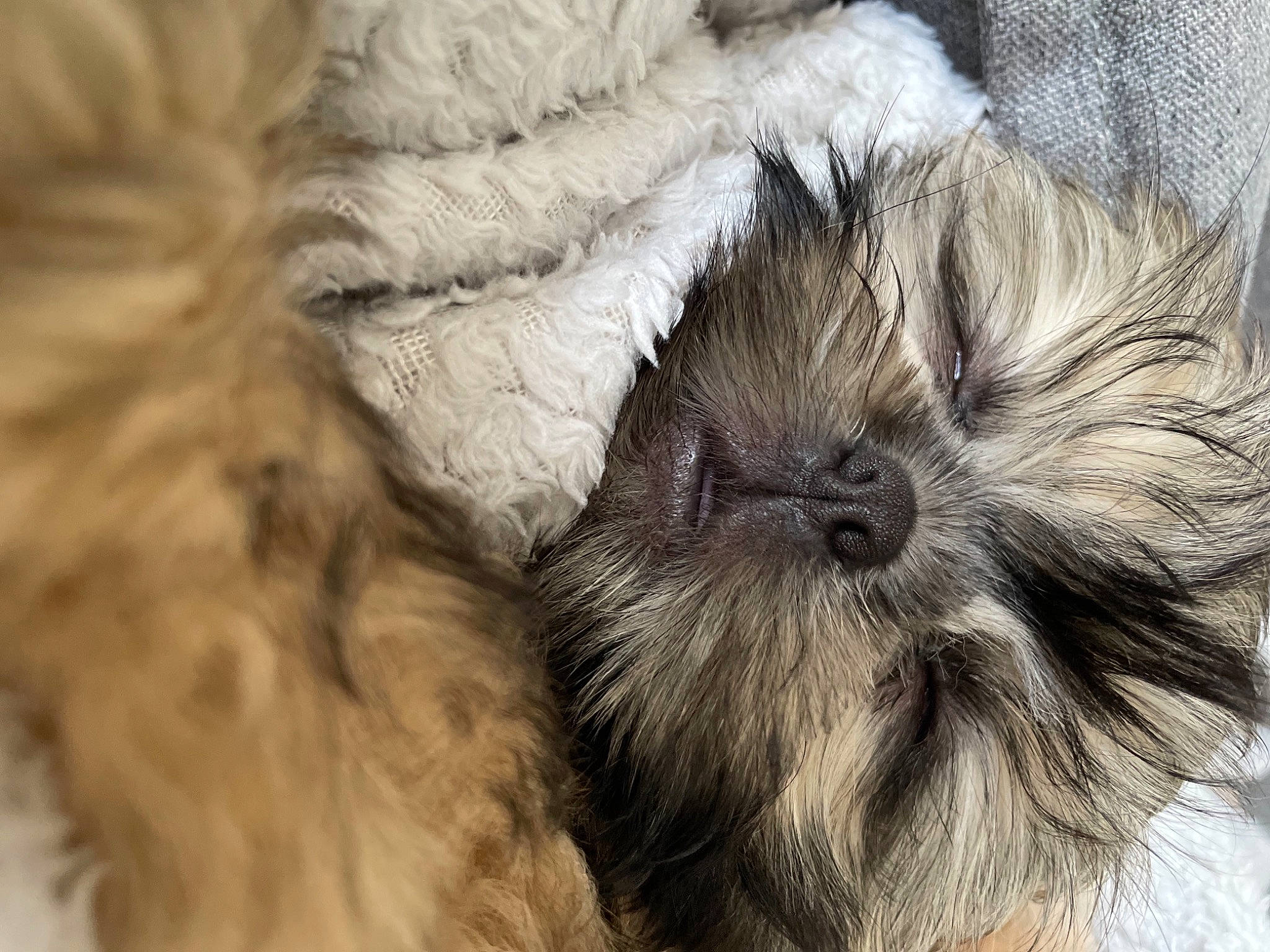 Shelby participe au concours pour gagner de l'argent avec cette photo : canidae, carnivore, claw, companion_dog, dog, dog_breed, felidae, fur, nap, paw, puppy, small_terrier, small_to_medium_sized_cats, snout, sporting_group, tail, terrestrial_animal, terrier, toy_dog, whiskers