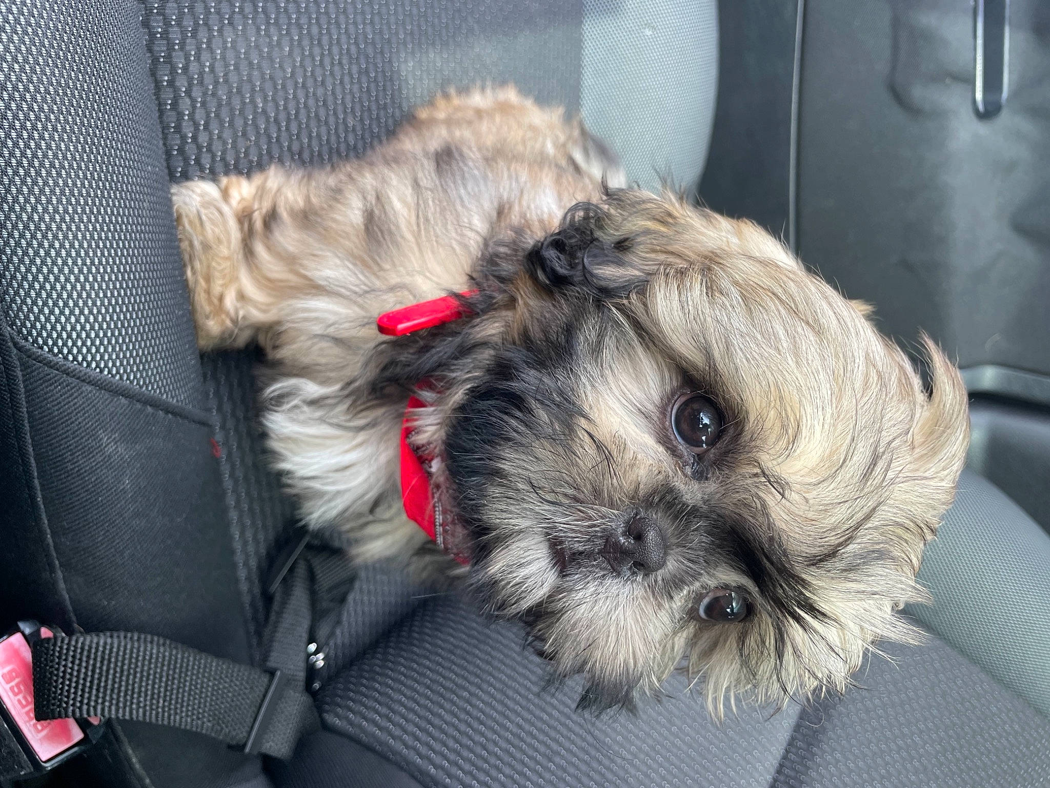 Shelby participe au concours pour gagner de l'argent avec cette photo : bag, canidae, carnivore, collar, companion_dog, dog, dog_breed, dog_clothes, dog_supply, fawn, fur, maltepoo, pet_supply, puppy_love, small_terrier, snout, sporting_group, terrier, toy_dog, working_animal