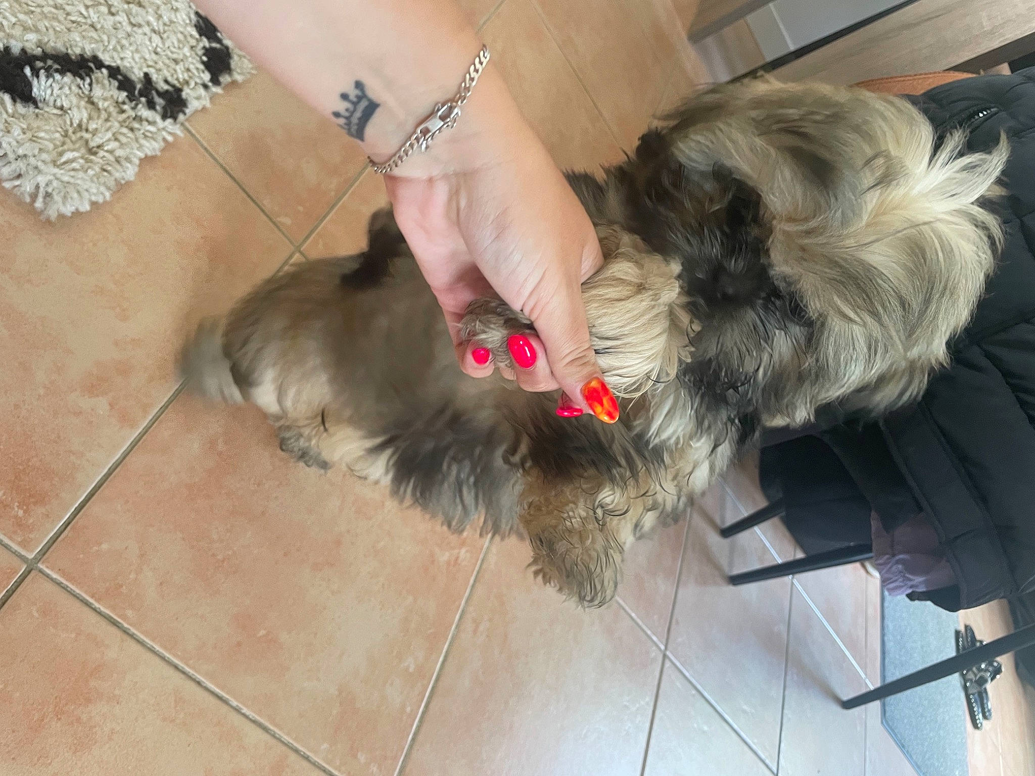 Shelby participe au concours pour gagner de l'argent avec cette photo : canidae, carnivore, collar, companion_dog, dog, dog_breed, dog_supply, fawn, floor, flooring, fur, grey, hardwood, jewellery, liver, paw, small_terrier, snout, tail, terrier