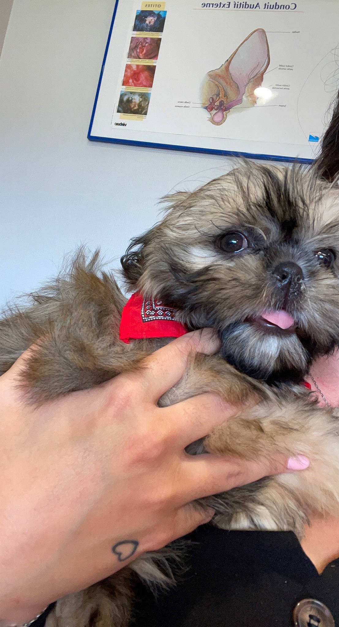 Shelby participe au concours pour gagner de l'argent avec cette photo : carnivore, companion_dog, dog, dog_breed, dog_supply, fawn, fur, insect, liver, maltepoo, mammal, nail, non_sporting_group, pet_supply, small_terrier, snout, sporting_group, toy_dog, working_animal, yorkipoo