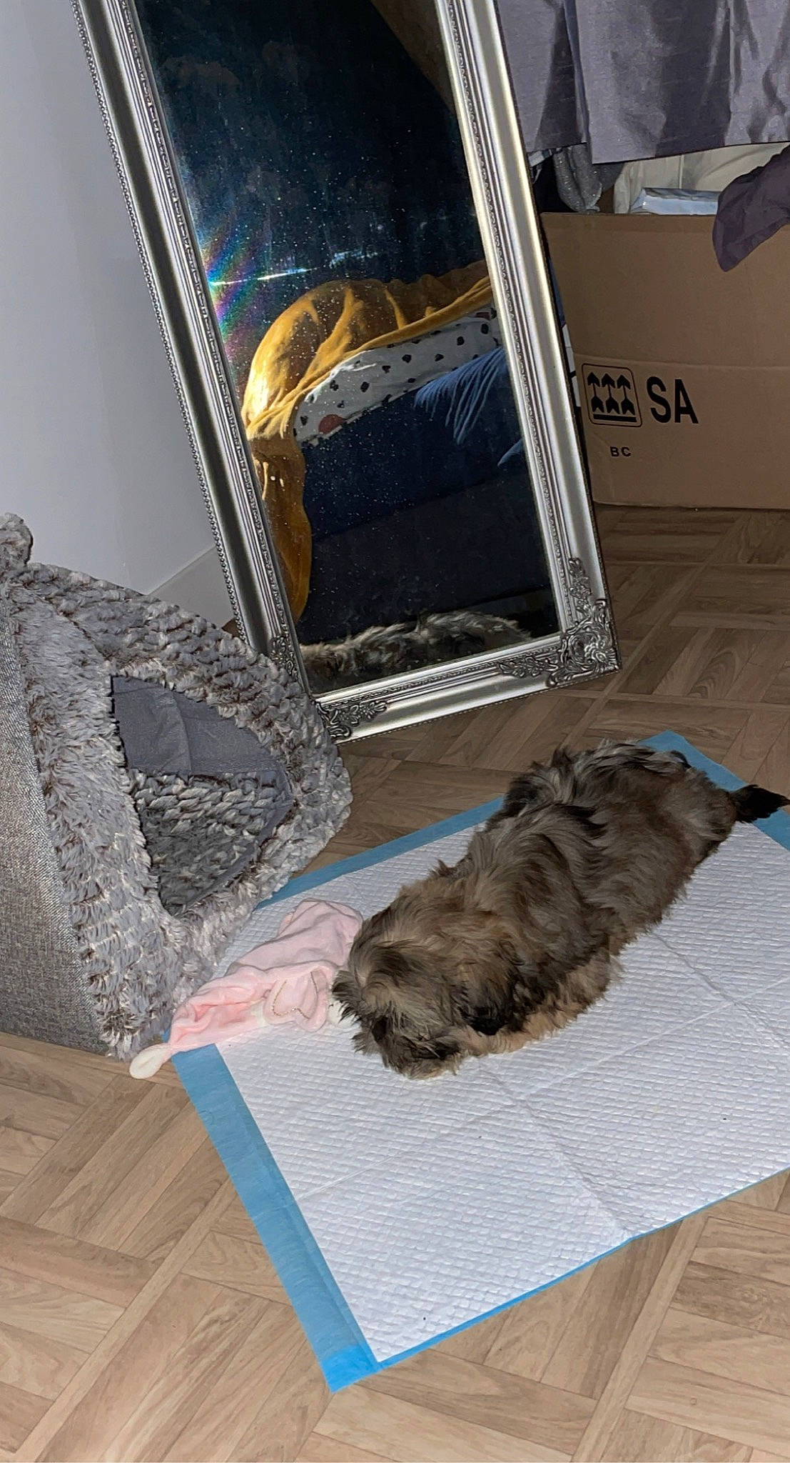 Shelby participe au concours pour gagner de l'argent avec cette photo : canidae, carnivore, companion_dog, dog, dog_breed, fashion_accessory, fawn, flooring, fur, glass, hardwood, liver, metal, non_sporting_group, pet_supply, rectangle, room, sporting_group, wood, working_animal