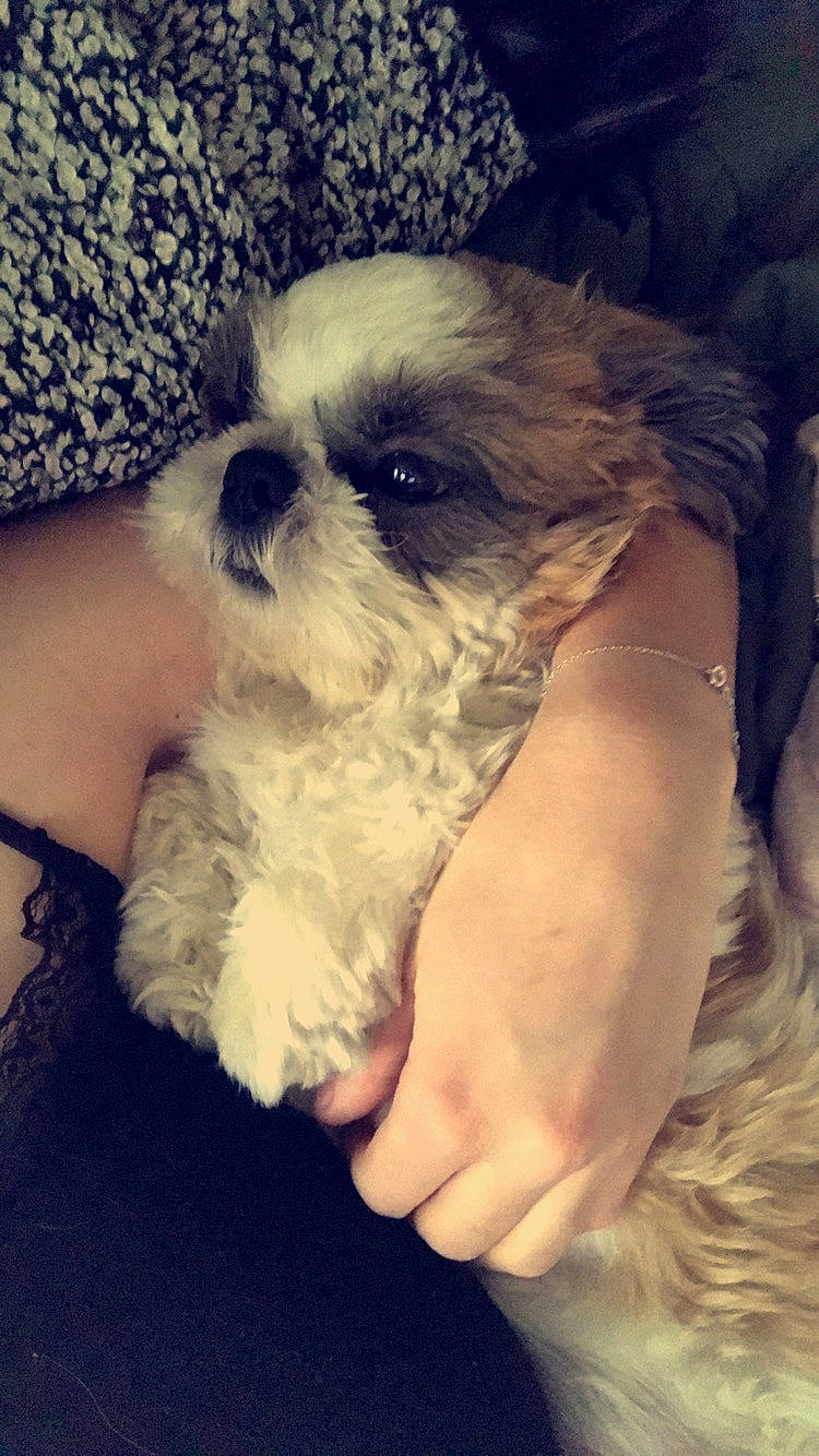 Maybe a rejoint le concours — aidez-le/la à gagner de superbes lots ! canidae, cavapoo, chinese_imperial_dog, companion_dog, dog, dog_breed, kyi_leo, mal_shi, maltepoo, mammal, nose, pekapoo, puppy, puppy_love, schnoodle, shih_poo, shih_tzu, skin, snout, vertebrate