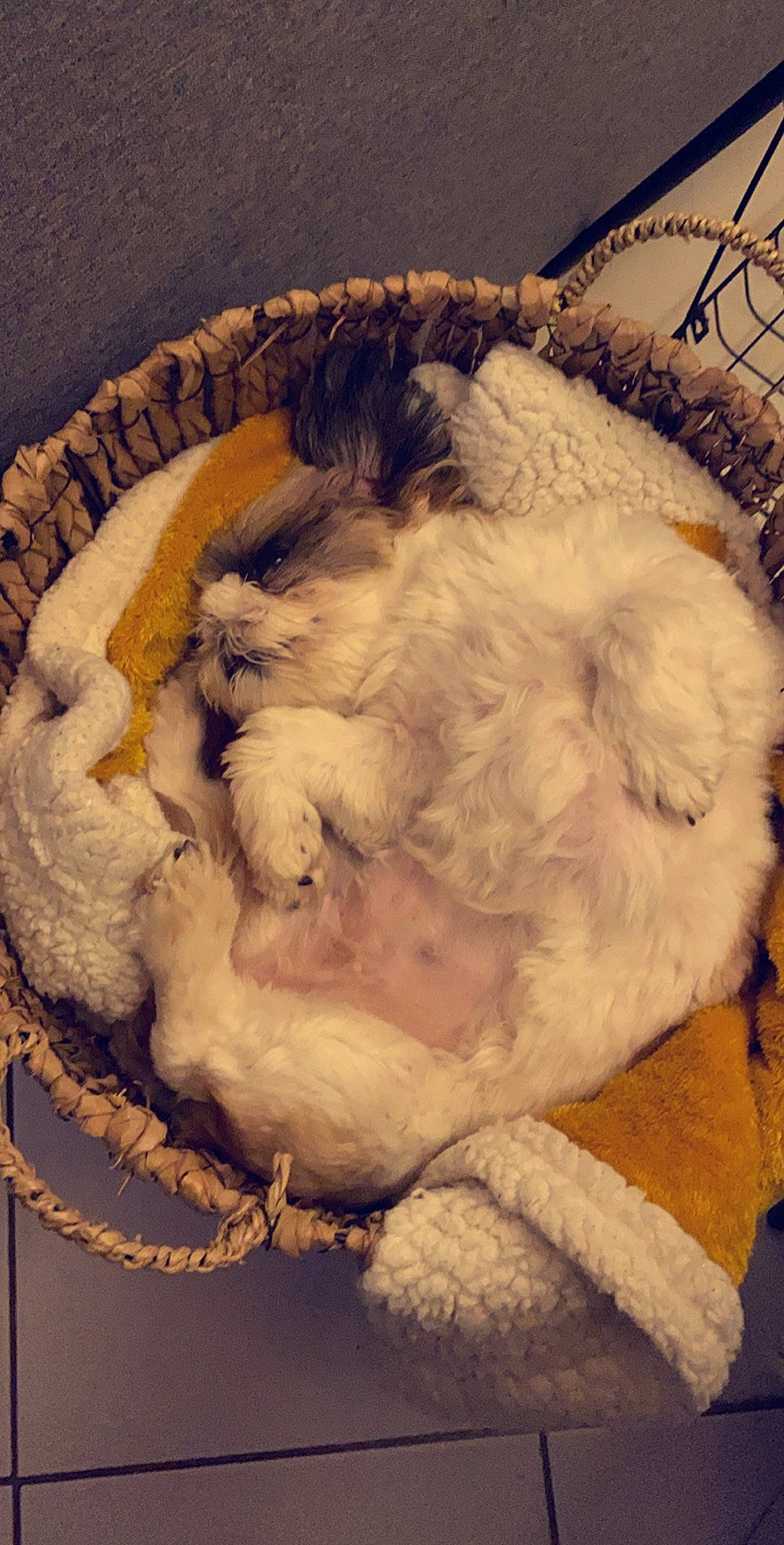 Maybe participe au concours pour gagner de l'argent avec cette photo : canidae, fur, nap, paw, sleep, tail, textile, wool