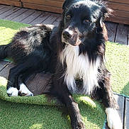 Floky a rejoint le concours — aidez-le/la à gagner de superbes lots ! dog, black_and_white, lying_down, outdoor, sunlight, grass, wooden_deck, flower_pot, pet, canine, fur, animal, relaxed, garden, daylight, paw, nature, domestic_animal, companion, resting