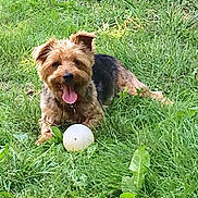 Jessie participe au concours pour gagner de l'argent avec cette photo : dog, grass, ball, outdoor, pet, happy, tongue_out, playful, animal, nature, yard, cute, scruffy, canine, greenery, summer, sunlight, small_dog, lying_down, friendly