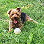 dog, grass, ball, outdoor, pet, happy, tongue_out, playful, animal, nature, yard, cute, scruffy, canine, greenery, summer, sunlight, small_dog, lying_down, friendly