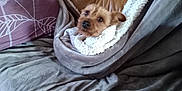 Jessie a rejoint le concours — aidez-le/la à gagner de superbes lots ! dog, blanket, couch, pillow, leather, brown, pet, indoor, cozy, fur, small_dog, wrapped, resting, looking_up, curious, home, comfort, relaxation, fabric, seated