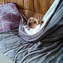 dog, blanket, couch, pillow, leather, brown, pet, indoor, cozy, fur, small_dog, wrapped, resting, looking_up, curious, home, comfort, relaxation, fabric, seated