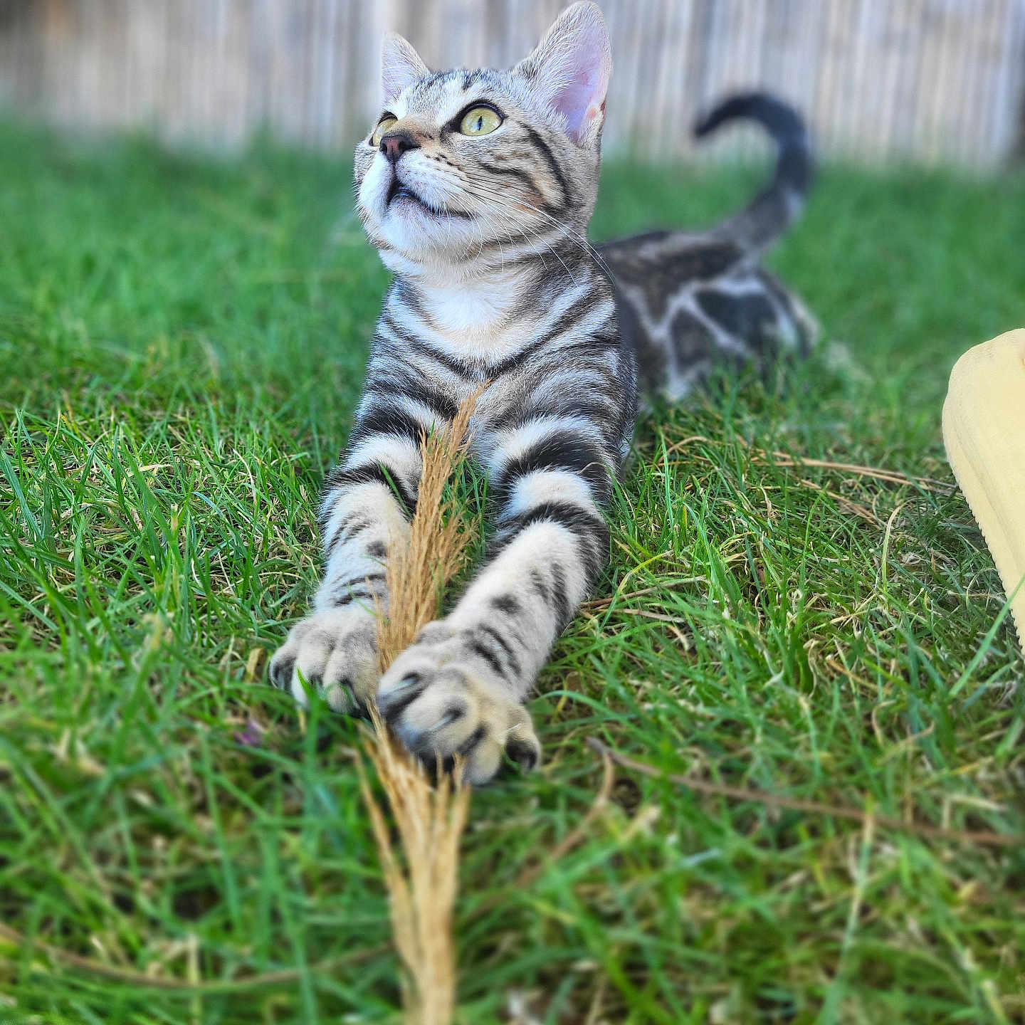 Luna participe au concours pour gagner de l'argent avec cette photo : animal, background_blur, cat, daylight, ears, focus, fur, grass, greenery, kitten, nature, outdoor, paws, pet, playful, tabby, tail, whiskers, wooden_fence, young