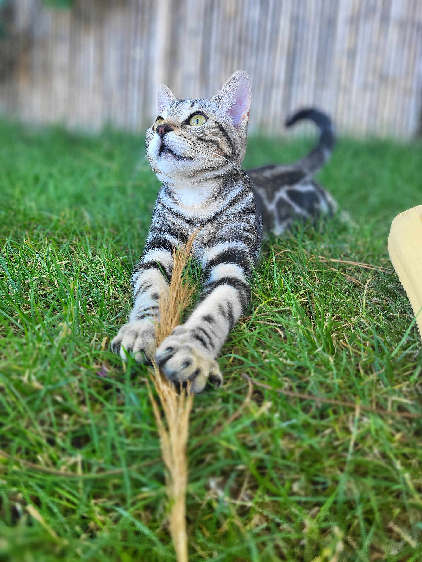 Luna participe au concours pour gagner de l'argent avec cette photo : cat, kitten, tabby, grass, outdoor, nature, animal, pet, playful, paws, focus, young, fur, whiskers, ears, tail, greenery, background_blur, wooden_fence, daylight