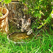 Luna participe au concours pour gagner de l'argent avec cette photo : cat, tabby, grass, garden, plant, water_dish, tree_trunk, greenery, outdoor, nature, animal, curious, feline, paw, leaf, sunlight, flora, pet, mammal, closeup