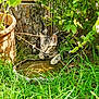 cat, tabby, grass, garden, plant, water_dish, tree_trunk, greenery, outdoor, nature, animal, curious, feline, paw, leaf, sunlight, flora, pet, mammal, closeup