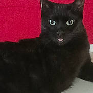 Zelda participe au concours pour gagner de l'argent avec cette photo : cat, black_cat, tongue_out, pet, animal, indoor, bookshelf, red_background, green_eyes, fur, cute, playful, portrait, feline, whiskers, ears, close_up, domestic_cat, resting, looking