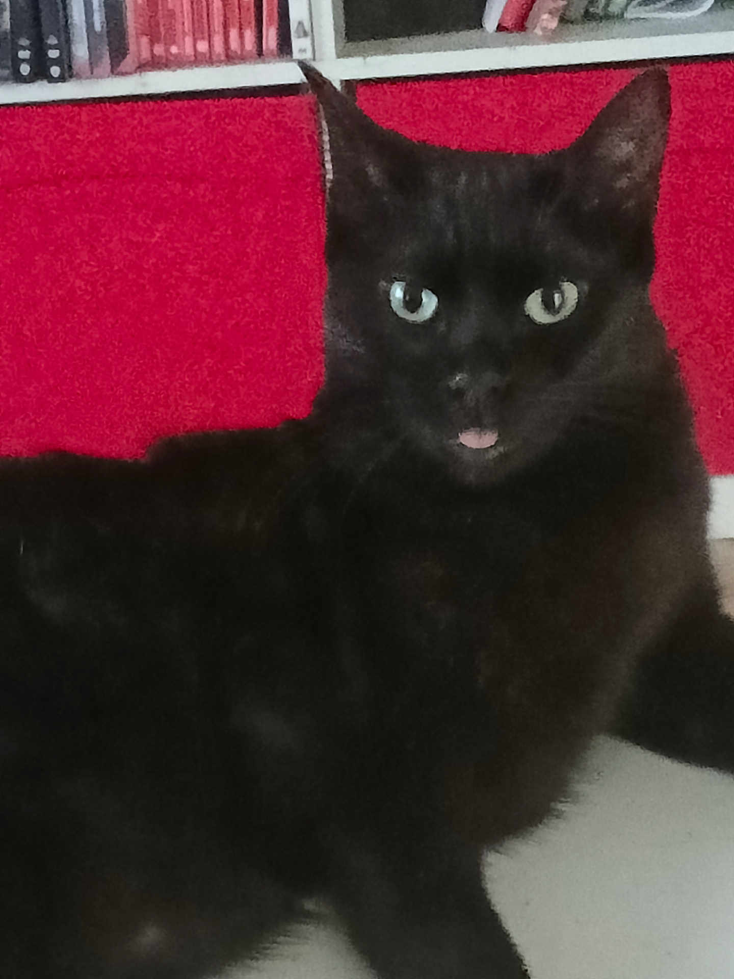 Zelda participe au concours pour gagner de l'argent avec cette photo : cat, black_cat, tongue_out, pet, animal, indoor, bookshelf, red_background, green_eyes, fur, cute, playful, portrait, feline, whiskers, ears, close_up, domestic_cat, resting, looking