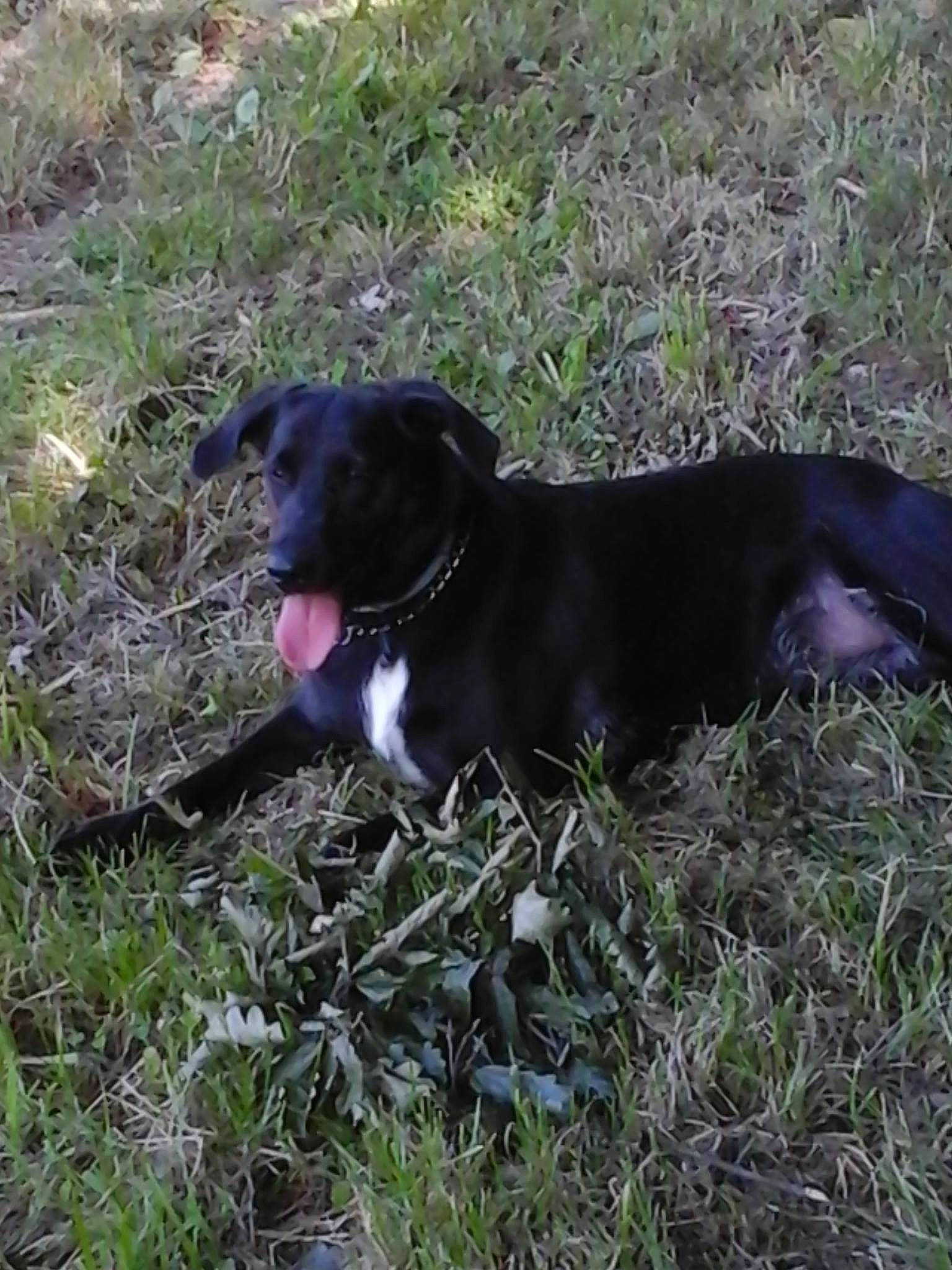 Minette participe au concours pour gagner de l'argent avec cette photo : american_pit_bull_terrier, borador, canidae, carnivore, dog, dog_breed, grass, hunting_dog, labrador_retriever, mountain_cur, patterdale_terrier, sporting_group