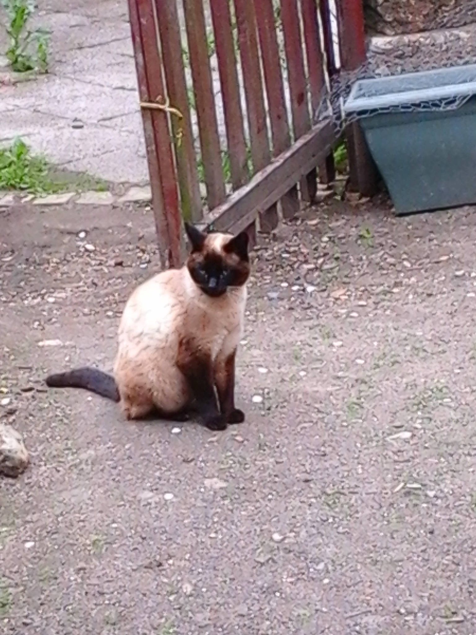 Jimmy participe au concours pour gagner de l'argent avec cette photo : balinese, carnivore, cat, fawn, felidae, fur, grass, plant, siamese, small_to_medium_sized_cats, snout, tail, terrestrial_animal, thai, tonkinese, whiskers