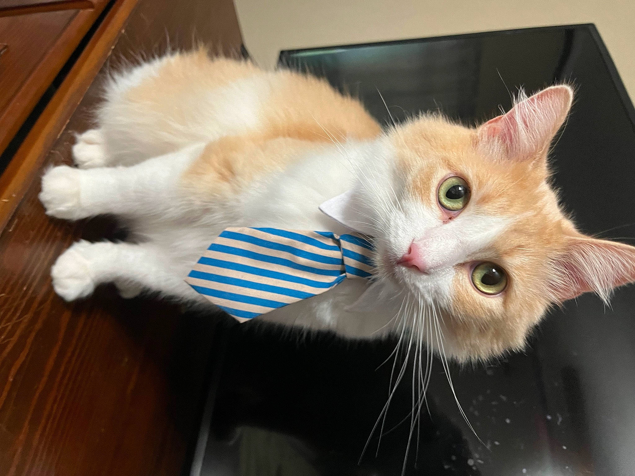 Chubs joined the competition — help win amazing prizes! carnivore, cat, claw, domestic_short_haired_cat, fawn, felidae, flooring, fur, hardwood, paw, photo_caption, small_to_medium_sized_cats, snout, tail, varnish, whiskers, window, wood, wood_stain