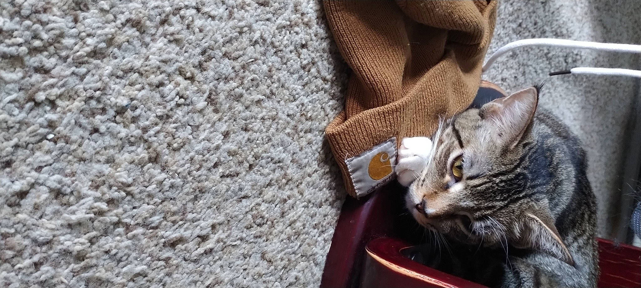 Lilith joined the competition — help win amazing prizes! carnivore, cat, claw, comfort, domestic_short_haired_cat, fashion_accessory, fawn, felidae, flooring, fur, grey, linens, pattern, sitting, small_to_medium_sized_cats, snout, terrestrial_animal, whiskers, wood, wool