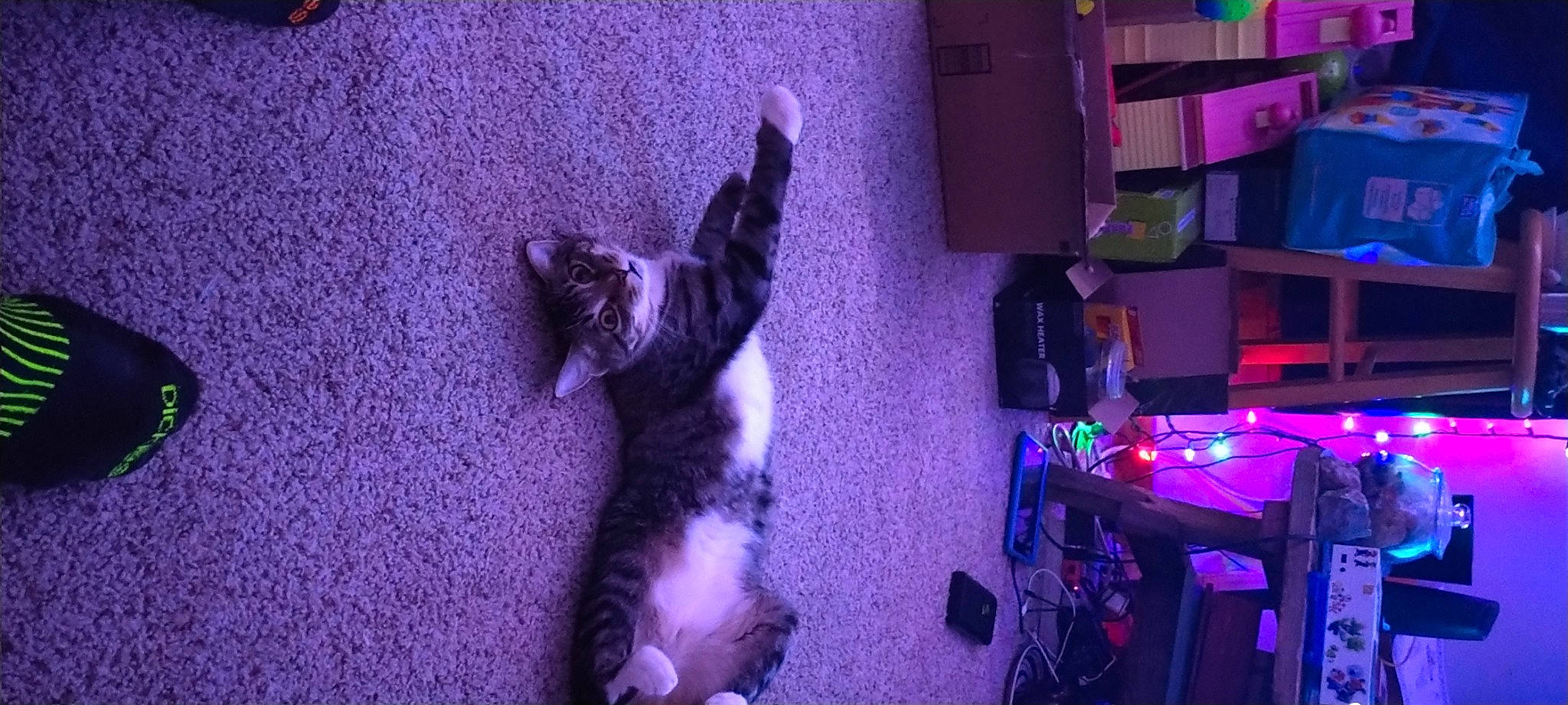 Lilith is registered to the contest to win money with this photo: canidae, carnivore, cat, dog_breed, domestic_short_haired_cat, electric_blue, entertainment, event, felidae, flooring, fur, magenta, paw, purple, room, small_to_medium_sized_cats, table, tail, violet, whiskers