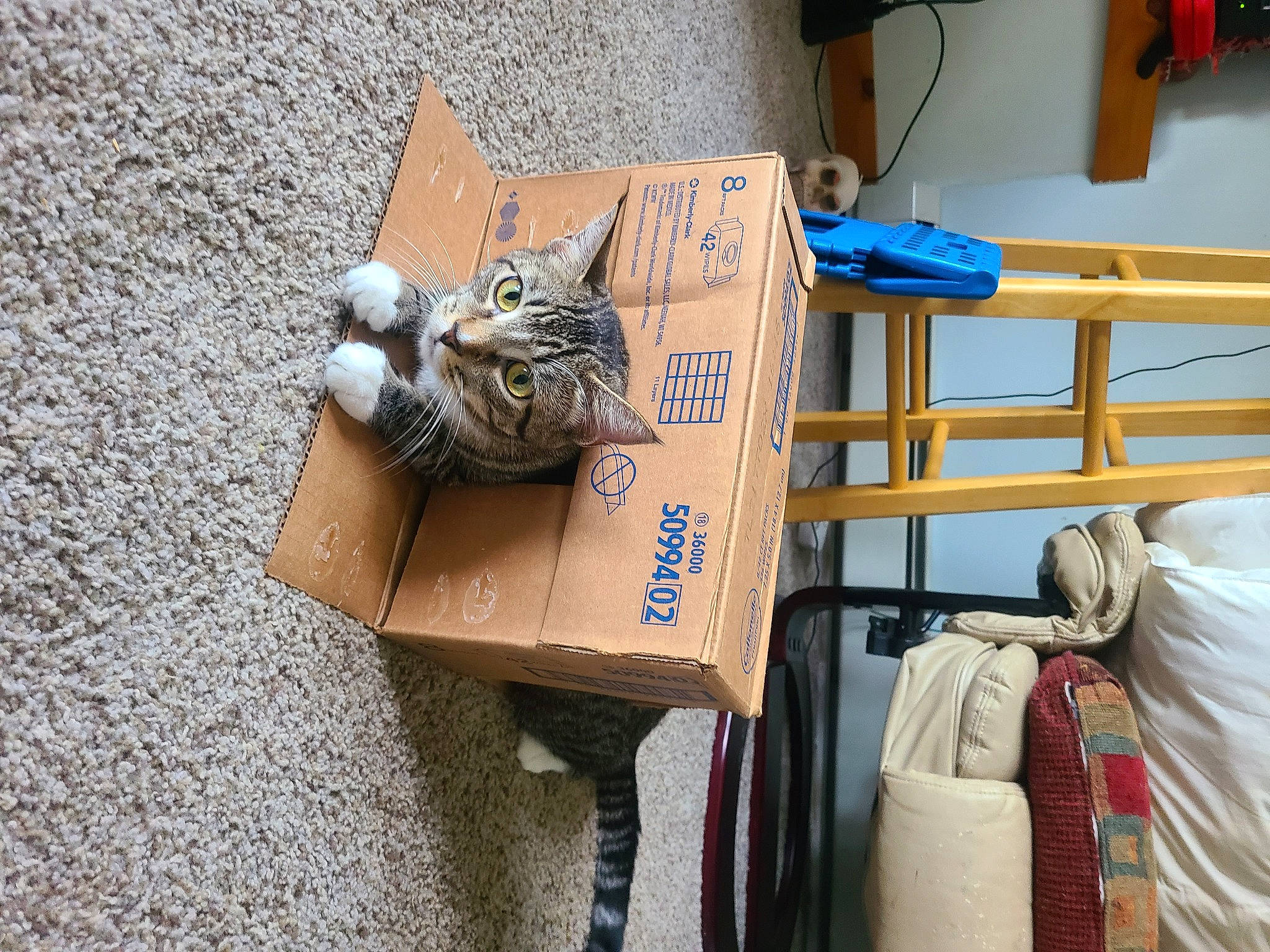 Lilith joined the competition — help win amazing prizes! bag, baggage, cardboard, carnivore, cat, comfort, domestic_short_haired_cat, felidae, handwriting, hat, houseplant, luggage_and_bags, room, sculpture, shipping_box, sitting, small_to_medium_sized_cats, statue, whiskers, wood