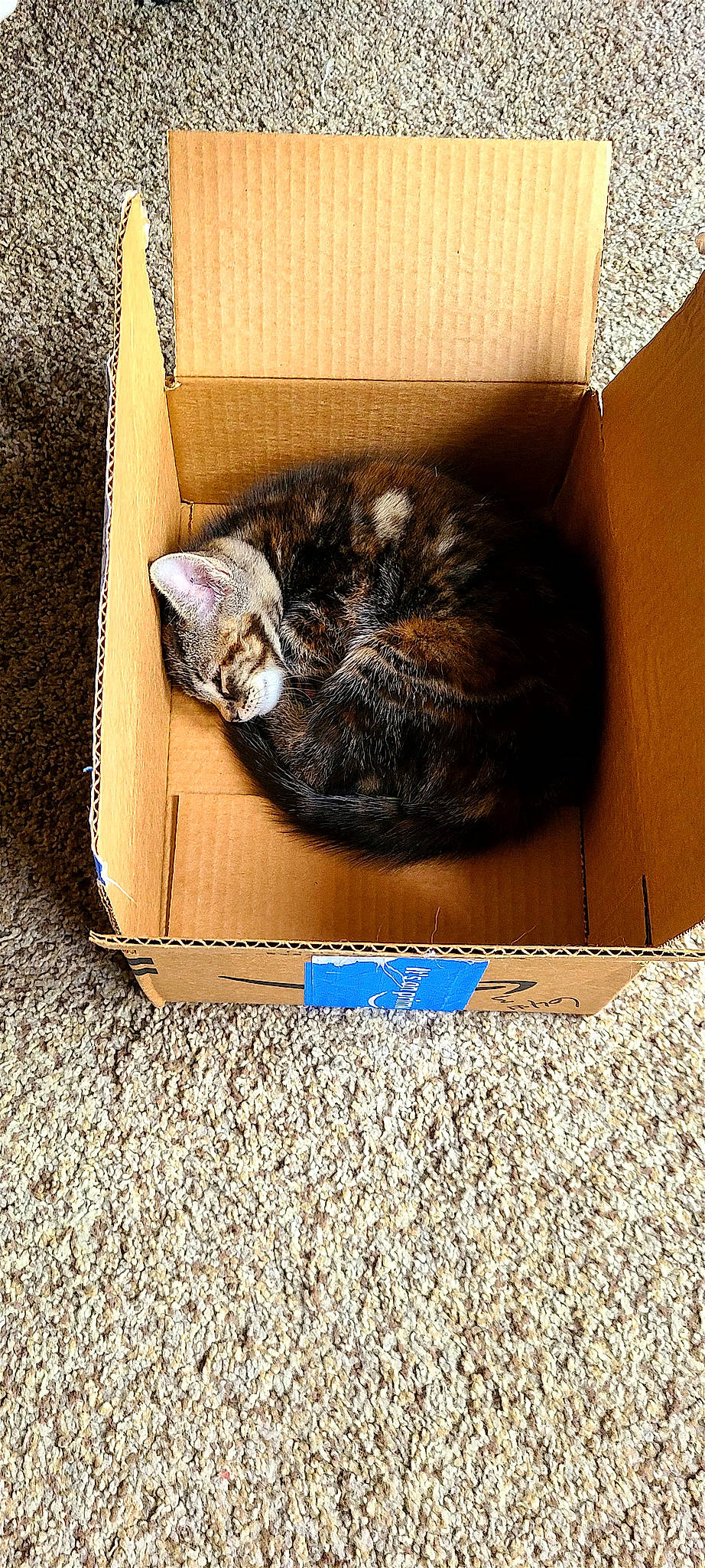 Spunk joined the competition — help win amazing prizes! box, cardboard, carnivore, carton, cat, comfort, domestic_short_haired_cat, felidae, fur, nap, packaging_and_labeling, paper_product, paw, rectangle, shipping_box, small_to_medium_sized_cats, soil, tail, whiskers, wood