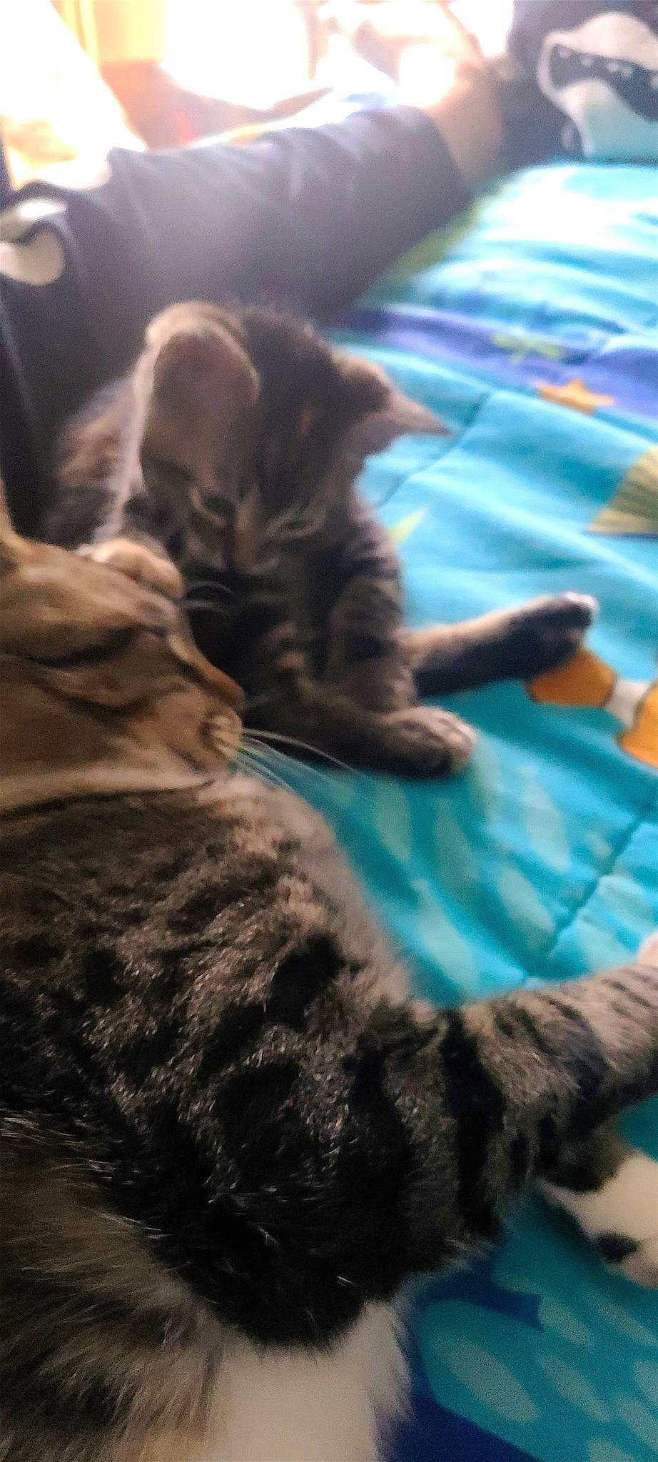 Spunk joined the competition — help win amazing prizes! canidae, carnivore, cat, claw, cloud, comfort, companion_dog, dog_breed, domestic_short_haired_cat, fawn, felidae, fur, nap, paw, sitting, small_to_medium_sized_cats, snout, tail, terrestrial_animal, whiskers