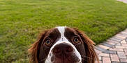 Whiskey joined the competition — help win amazing prizes! dog, close_up, outdoor, grass, pavement, collar, brown_and_white, pet, animal, expression, teeth, ears, face, nature, tree, daylight, park, cute, canine, funny
