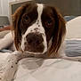 Whiskey joined the competition — help win amazing prizes! dog, close_up, bed, indoor, brown_and_white, pet, animal, lying_down, canine, face, nose, fur, ears, spots, eyes, headboard, blanket, cozy, domestic, resting