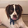 Whiskey joined the competition — help win amazing prizes! dog, pet, animal, brown_and_white, lying_down, tongue_out, collar, scarf, floor, wooden_floor, indoor, face, ears, cute, looking_at_camera, fur, muzzle, spot, domestic_animal, playful