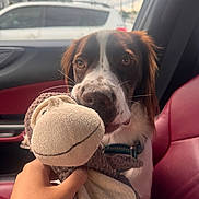 Whiskey joined the competition — help win amazing prizes! dog, toy, plush_toy, hand, car_interior, red_seat, window, cloudy_sky, closeup, pet, domestic_animal, animal_face, brown_and_white_dog, fabric, seatbelt, collar, playful, indoor, person_hand, stuffed_animal