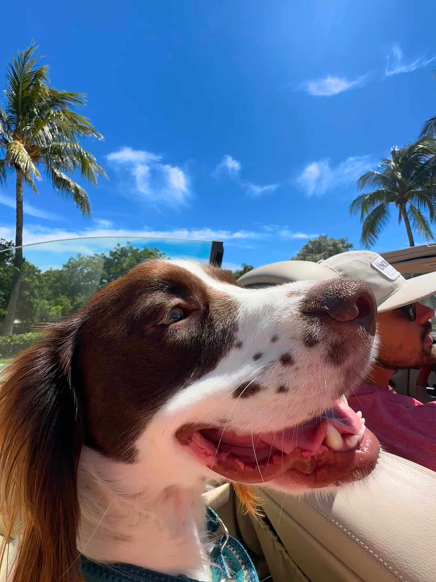 Whiskey is registered to the contest to win money with this photo: dog, man, car, convertible, sunny, outdoor, blue_sky, palm_trees, happy, smiling, pet, road_trip, summer, nature, travel, leisure, canine, side_profile, shaded, relaxing