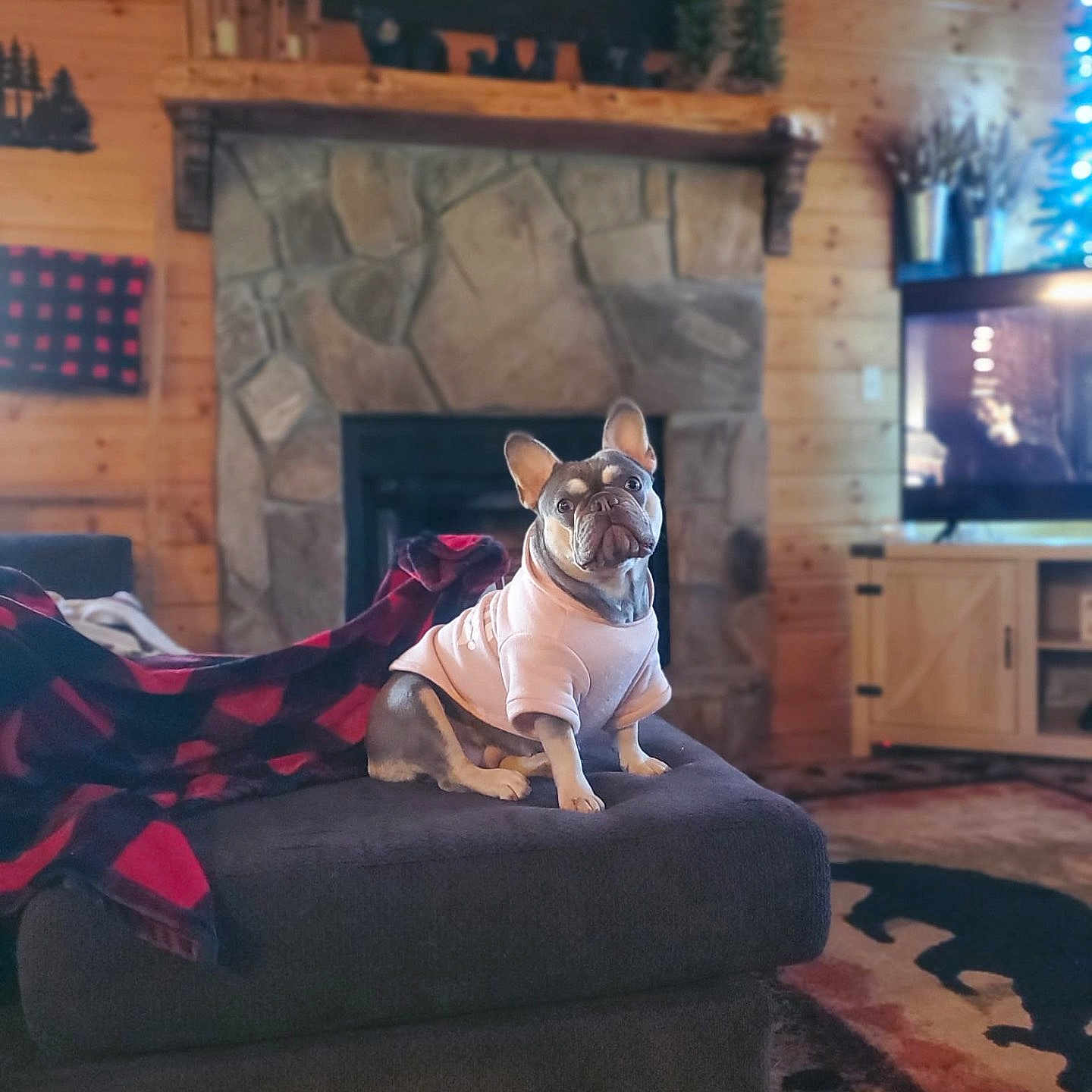 Layla is registered to the contest to win money with this photo: animal, architecture, blanket, building, bulldog, canine, computerhardware, dog, electronics, entertainmentcenter, frenchbulldog, furniture, hardware, indoors, interiordesign, livingroom, monitor, pet, puppy, screen