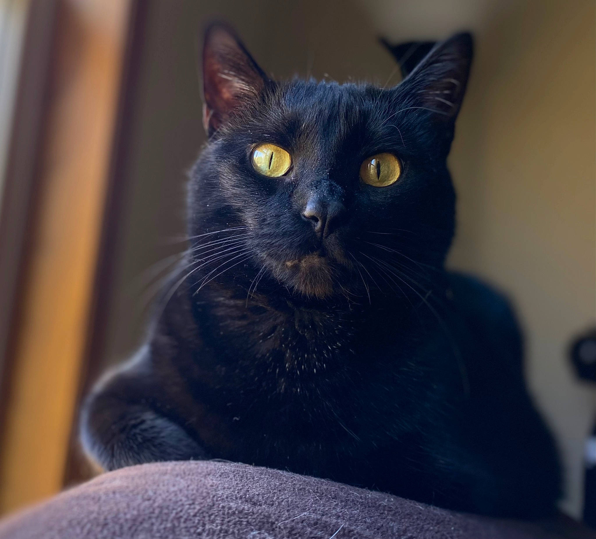 Belle joined the competition — help win amazing prizes! black_cat, bombay, carnivore, cat, cat_supply, domestic_short_haired_cat, electric_blue, eye, felidae, fur, grey, iris, small_to_medium_sized_cats, snout, terrestrial_animal, whiskers, window