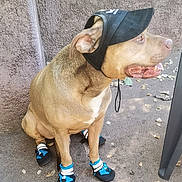 Diky a rejoint le concours — aidez-le/la à gagner de superbes lots ! accessory, animal, boots, brown_fur, calm, canine, concrete_floor, cute, dog, footwear, leisure, looking_away, outdoor, paw_protection, pet, short_hair, side_view, sitting, visor, wall