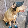 accessory, animal, boots, brown_fur, calm, canine, concrete_floor, cute, dog, footwear, leisure, looking_away, outdoor, paw_protection, pet, short_hair, side_view, sitting, visor, wall