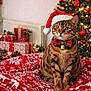 cat, bengal_cat, santa_hat, bow_tie, bell, christmas_tree, christmas_lights, wrapped_presents, red_blanket, white_pattern, holiday_decor, festive, indoor, pet, feline, cozy, celebration, green_eyes, striped_fur, holiday_season