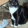 cat, tuxedo_cat, feline, pet, indoor, couch, blanket, keys, paper, black_and_white, animal, whiskers, sitting, fur, ears, eyes, paws, domestic, cozy, household
