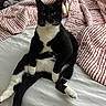 Bella joined the competition — help win amazing prizes! cat, tuxedo_cat, bed, striped_blanket, white_sheet, indoor, pet, animal, feline, sitting, black_and_white, relaxed, curious, fur, whiskers, paw, tail, domestic_cat, cute, resting