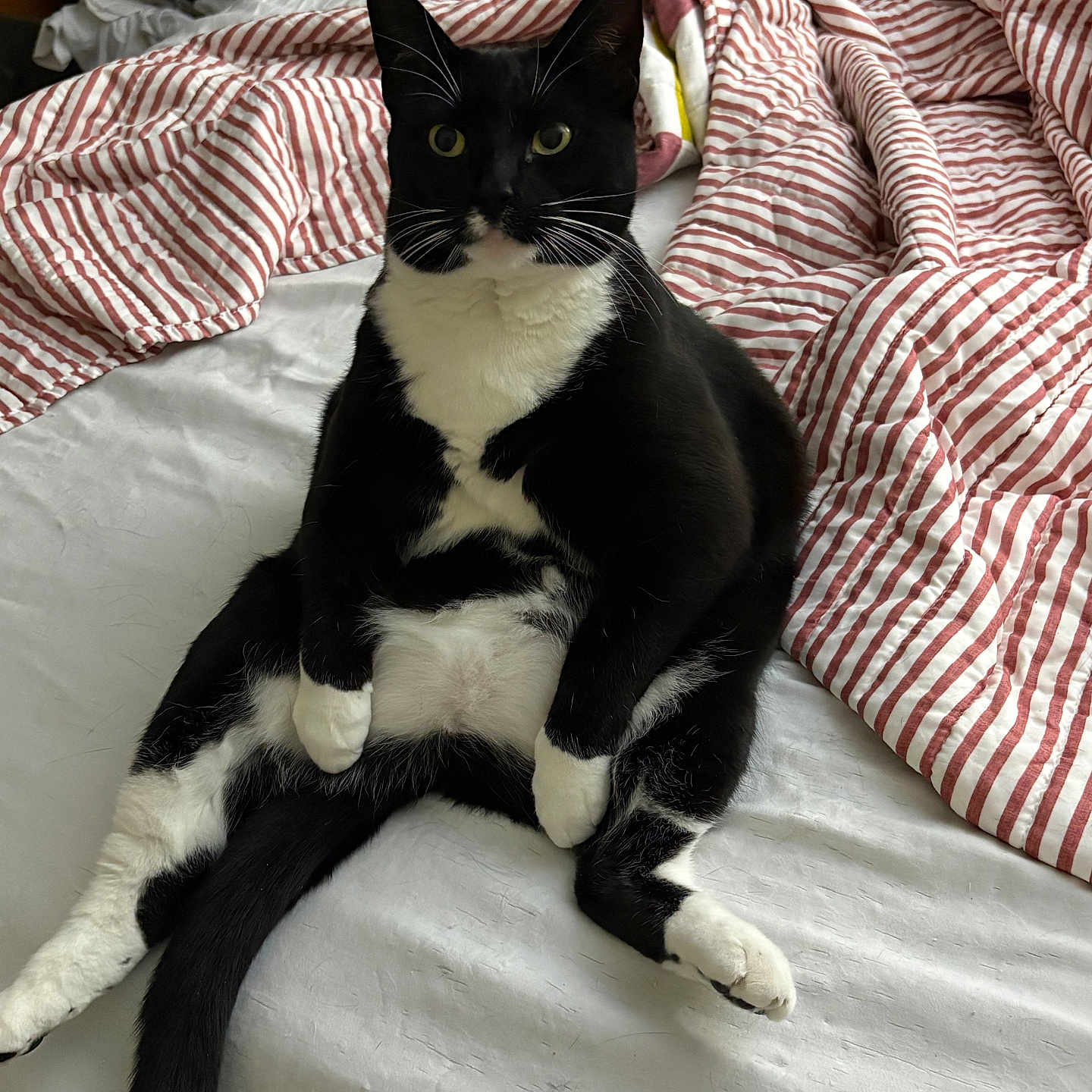 Bella joined the competition — help win amazing prizes! cat, tuxedo_cat, bed, striped_blanket, white_sheet, indoor, pet, animal, feline, sitting, black_and_white, relaxed, curious, fur, whiskers, paw, tail, domestic_cat, cute, resting