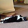 Bella joined the competition — help win amazing prizes! cat, black_and_white, lying_down, carpet, indoor, relaxed, pet, feline, scratch_pad, household, floor, paws, resting, fur, whiskers, domestic_cat, cute, home, animal, sleeping