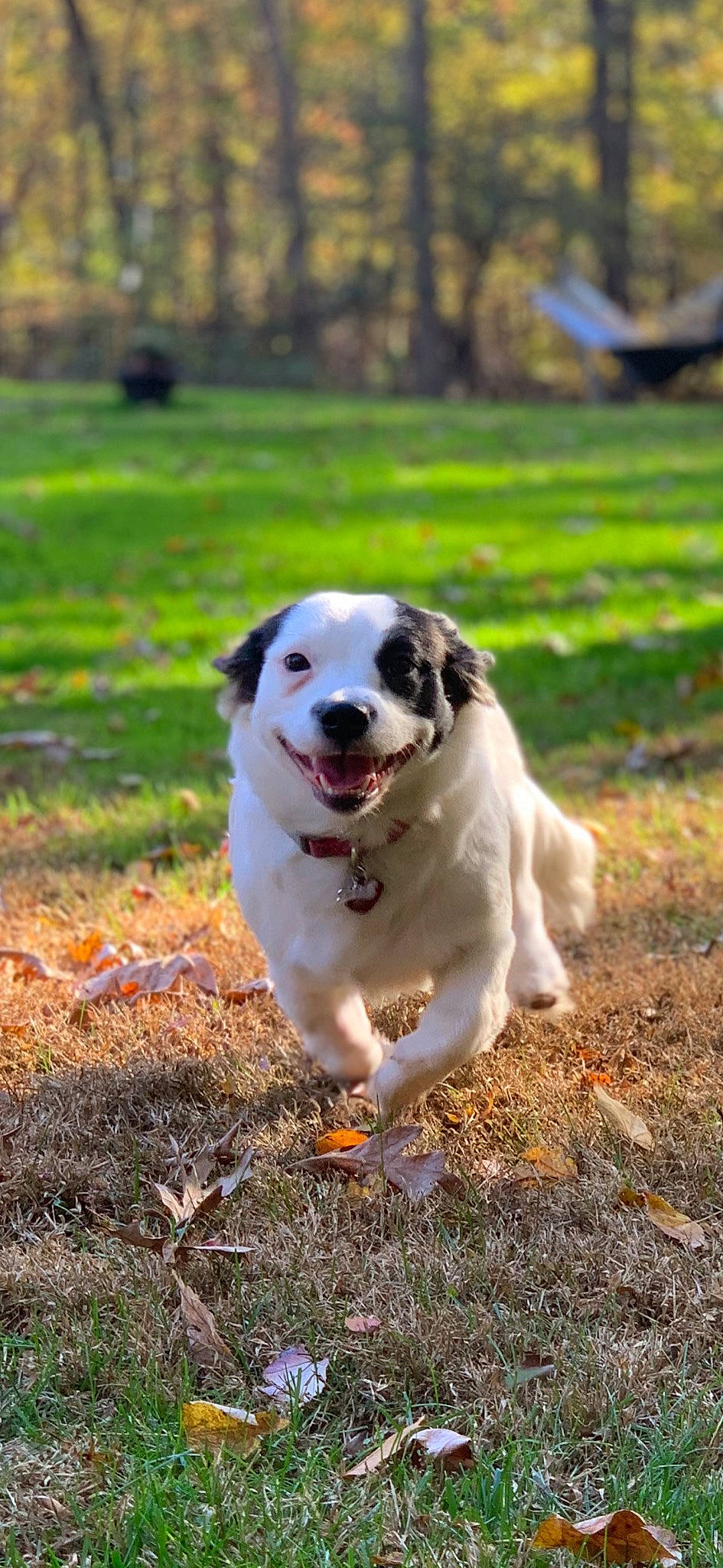 Aspen is registered to the contest to win money with this photo: canidae, carnivore, companion_dog, dog, dog_breed, grass, gun_dog, kong, plant, soil, sporting_group, terrestrial_animal, tree, working_dog