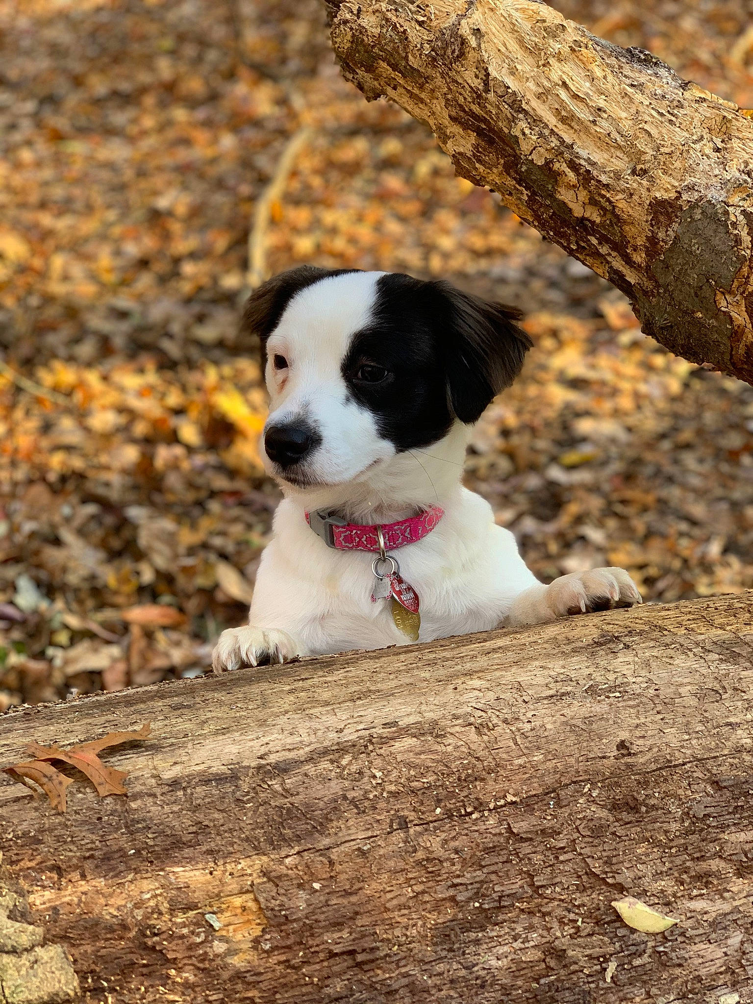 Aspen is registered to the contest to win money with this photo: autumn, canidae, carnivore, companion_dog, dog, dog_breed, grass, hunting_dog, plant, snout, soil, sporting_group, tail, tree, trunk, wood